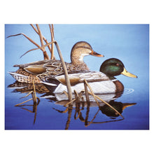 R&L Adult Large A3 Pintar por números - Blue Water Mallards