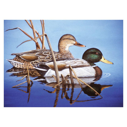 R&L Adult Large A3 Pintar por números - Blue Water Mallards